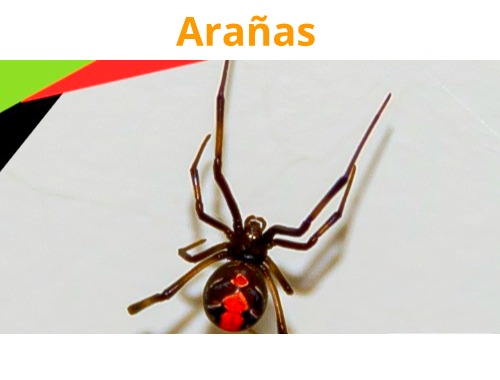 Control de Aracnidos en Querétaro