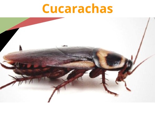 Control de Cucarachas en Querétaro