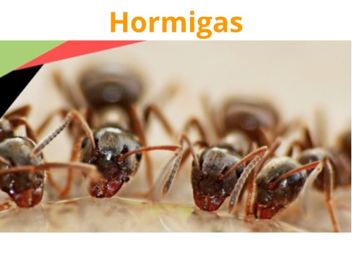Control de hormigas en Querétaro