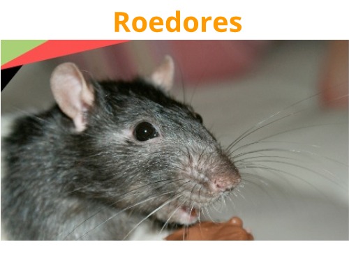 Control de Roedores en Querétaro
