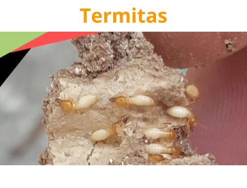Control de Termitas en Querétaro